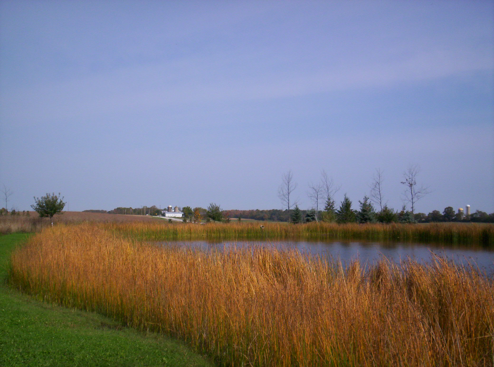 wild duck food plots