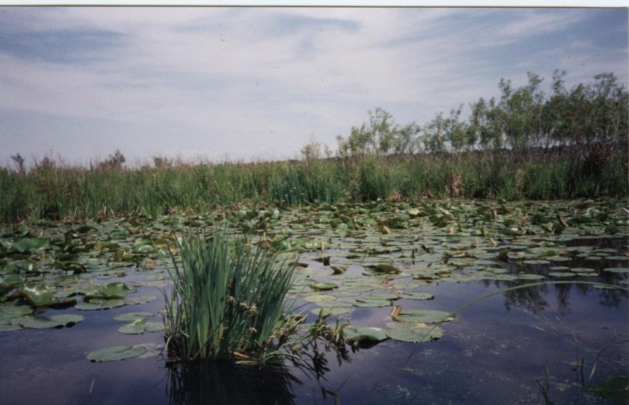 wild duck food plots